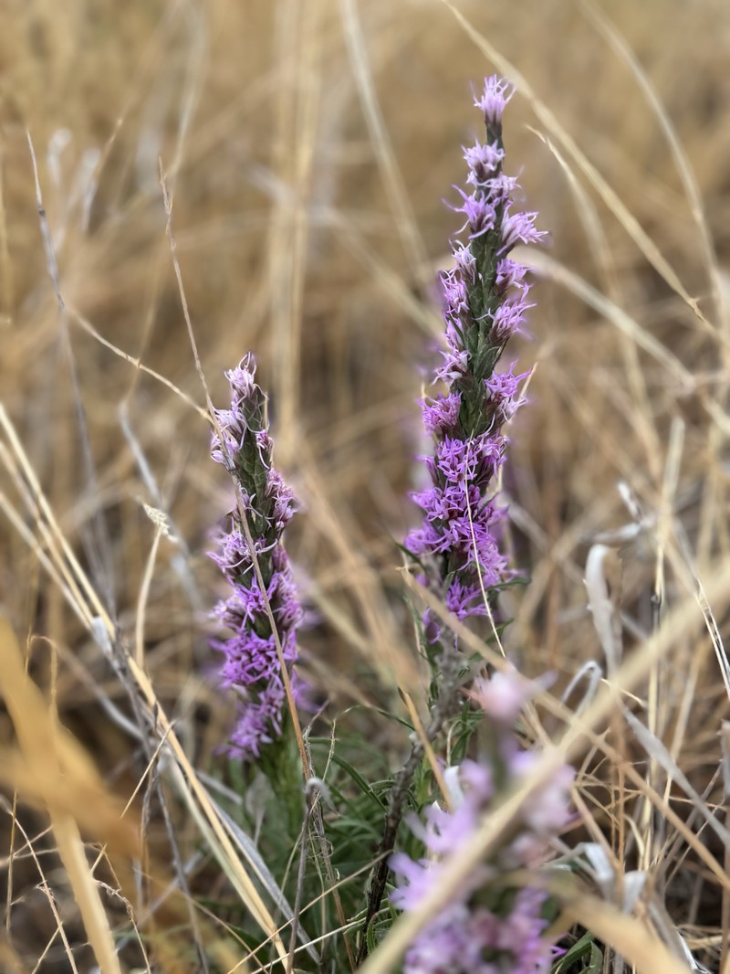 Densespike Blazing Star photo 5