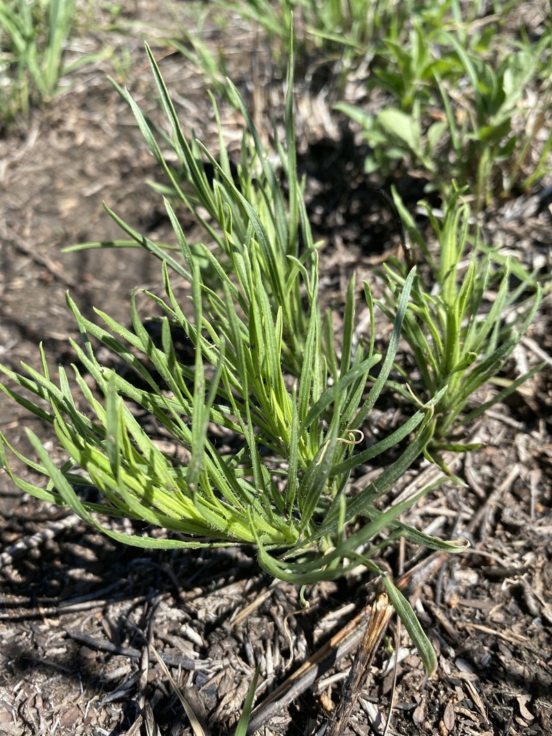 Densespike Blazing Star photo 6