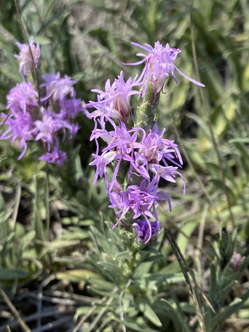Densespike Blazing Star photo 7