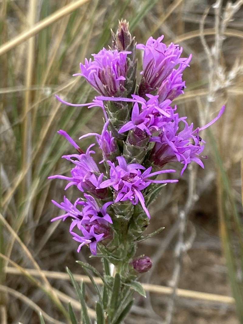 Densespike Blazing Star photo 8