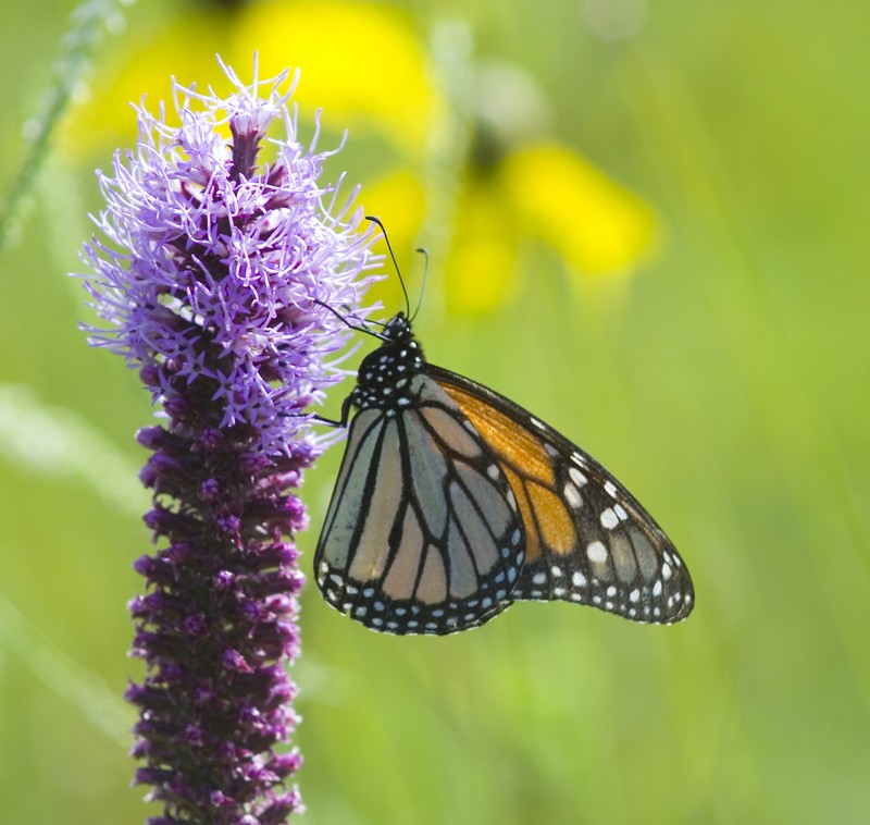 Prairie Blazing Star