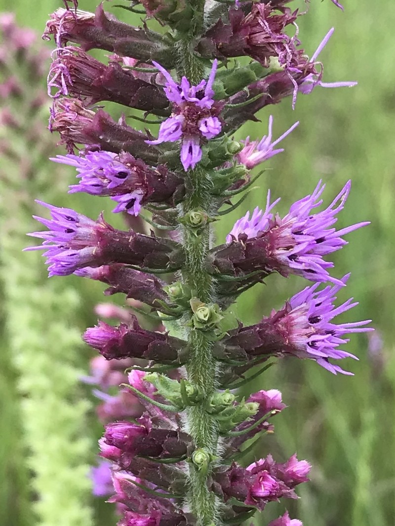 Prairie Blazing Star photo 2