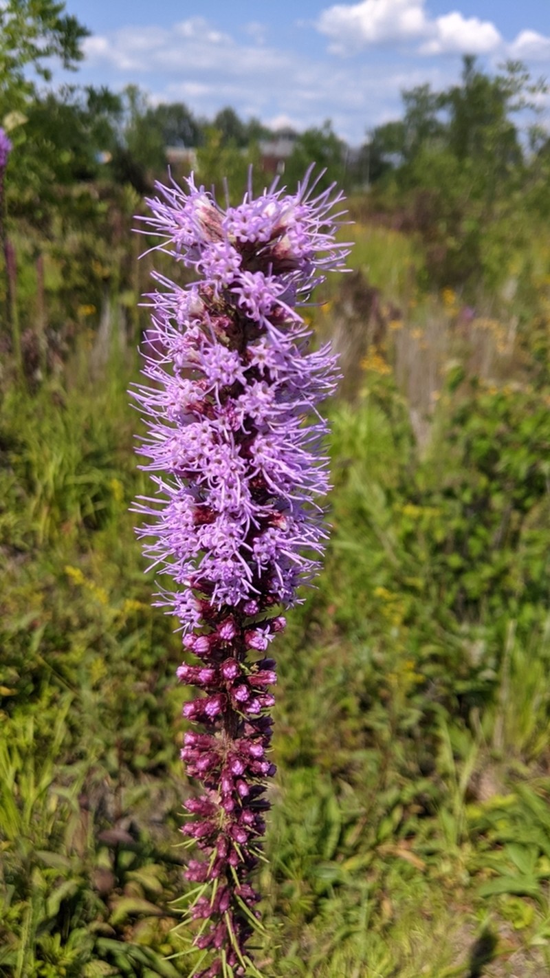 Prairie Blazing Star photo 4