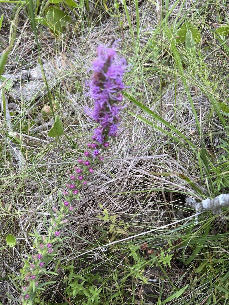 Prairie Blazing Star photo 5