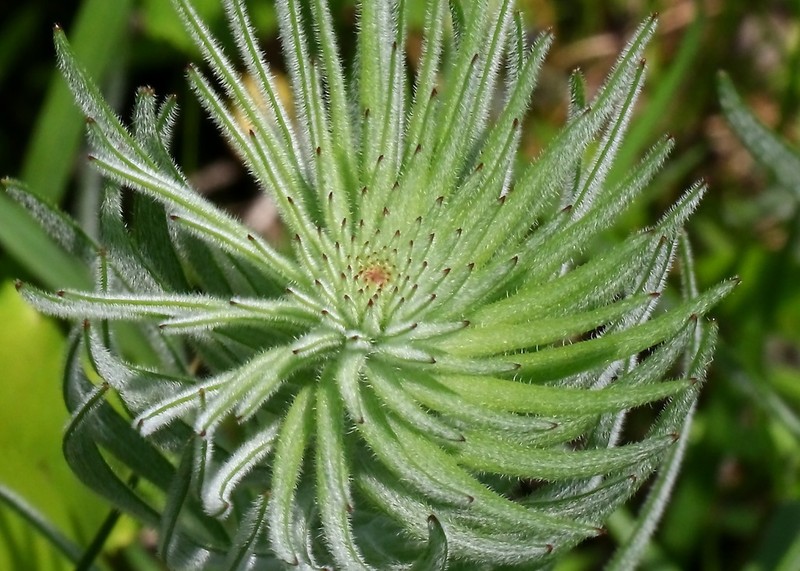 Prairie Blazing Star photo 6