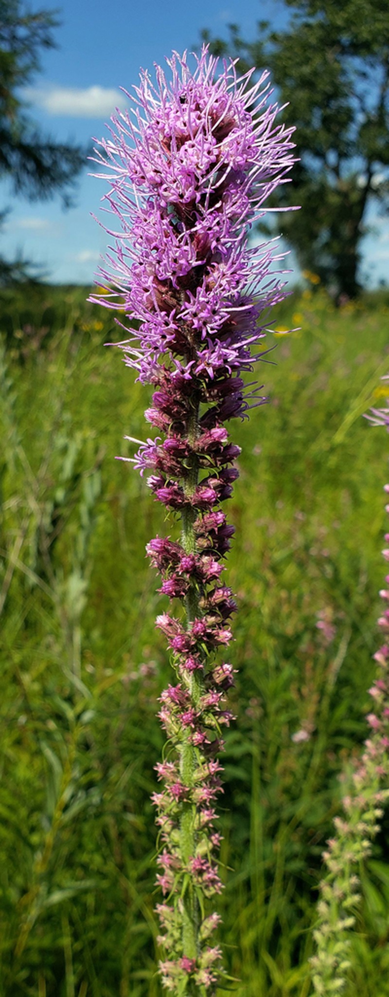 Prairie Blazing Star photo 7