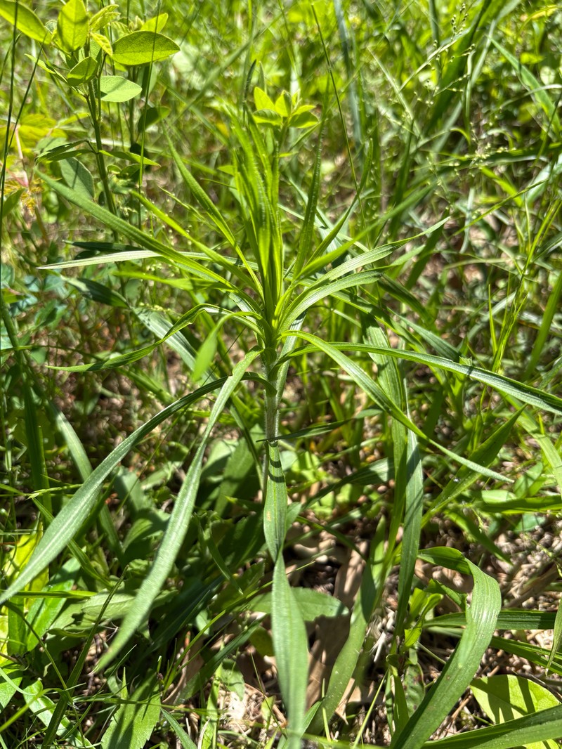 Liatris pycnostachya var. lasiophylla