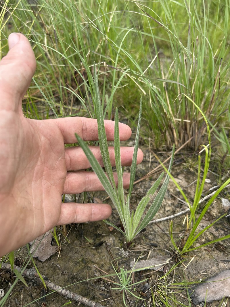 Liatris pycnostachya var. lasiophylla photo 2