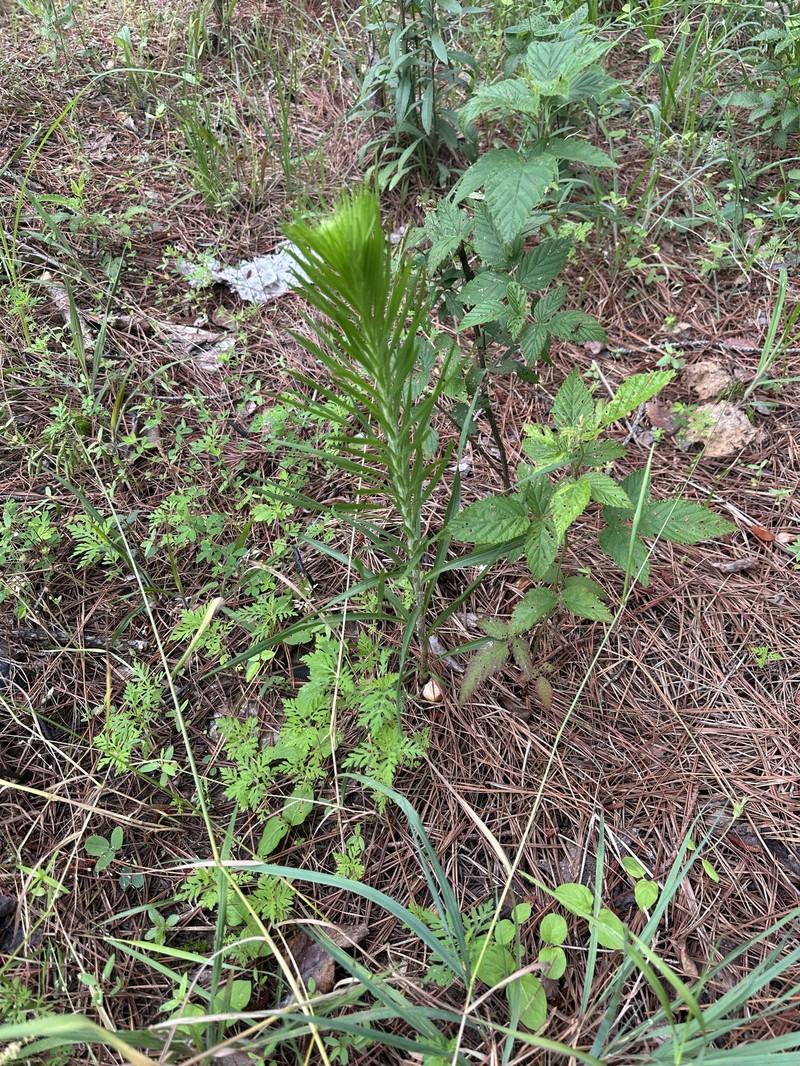 Liatris pycnostachya var. lasiophylla photo 3