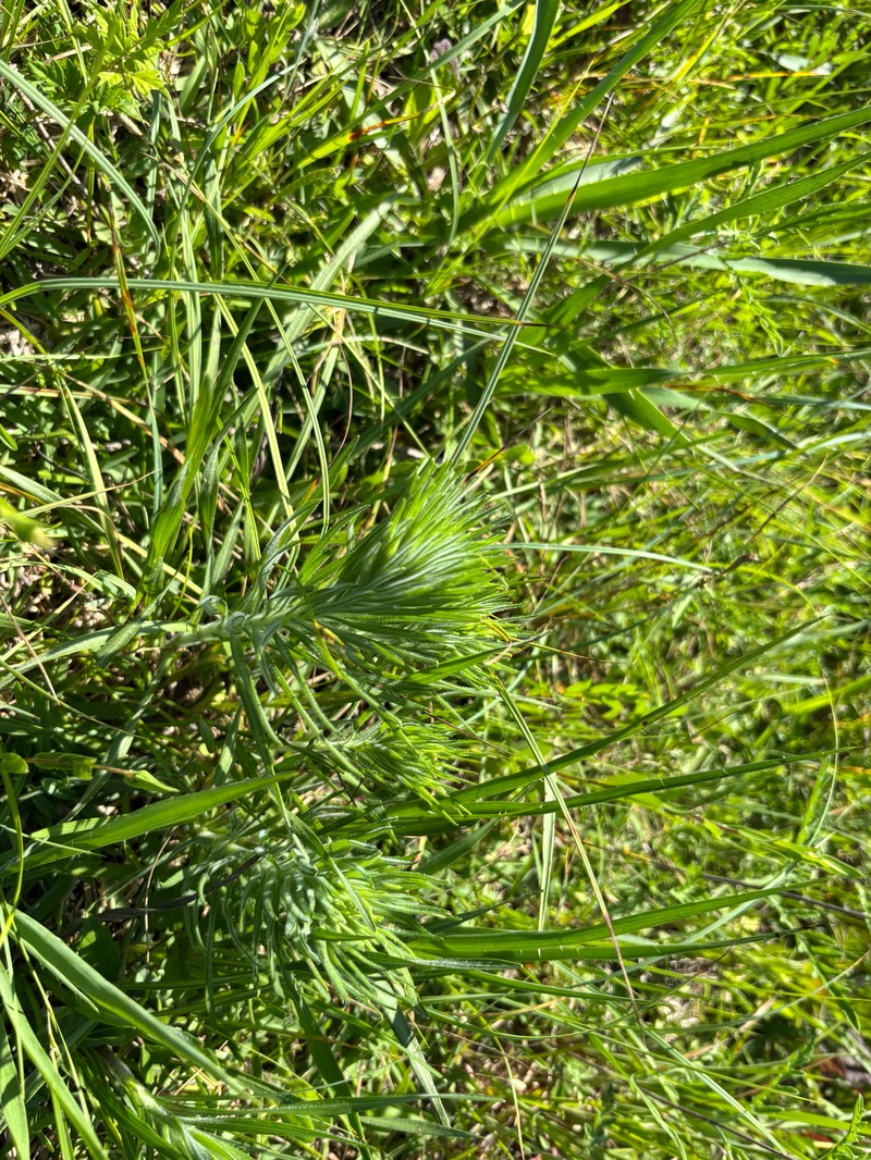 Liatris pycnostachya var. lasiophylla photo 4