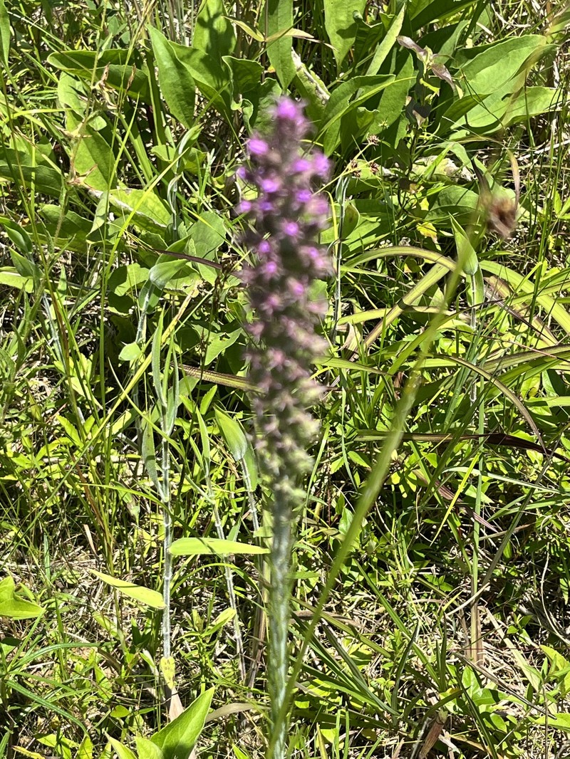 Liatris pycnostachya var. lasiophylla photo 5