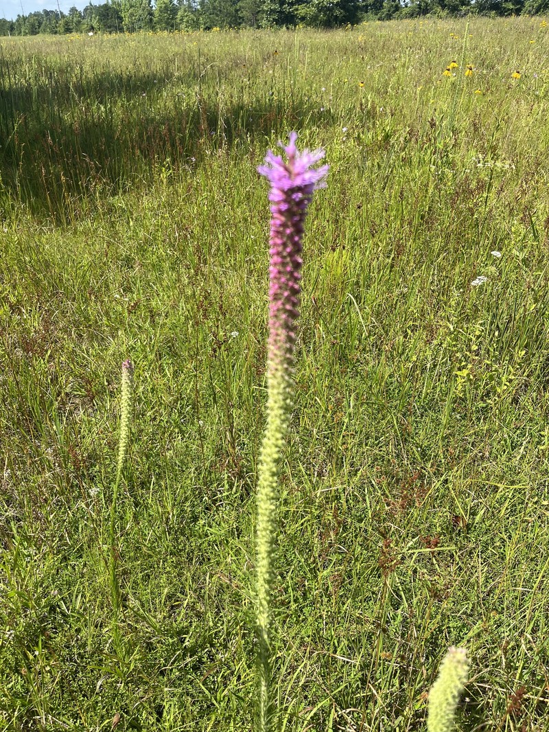 Liatris pycnostachya var. lasiophylla photo 6