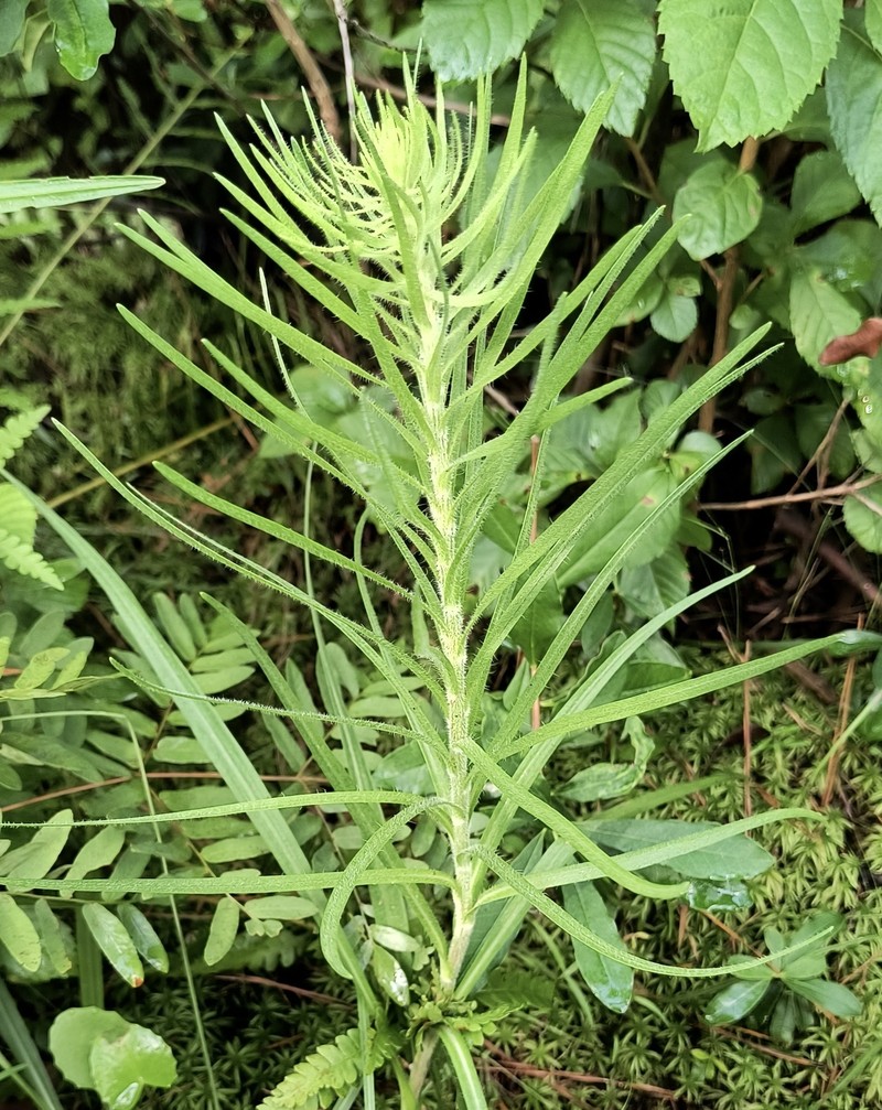 Liatris pycnostachya var. lasiophylla photo 7