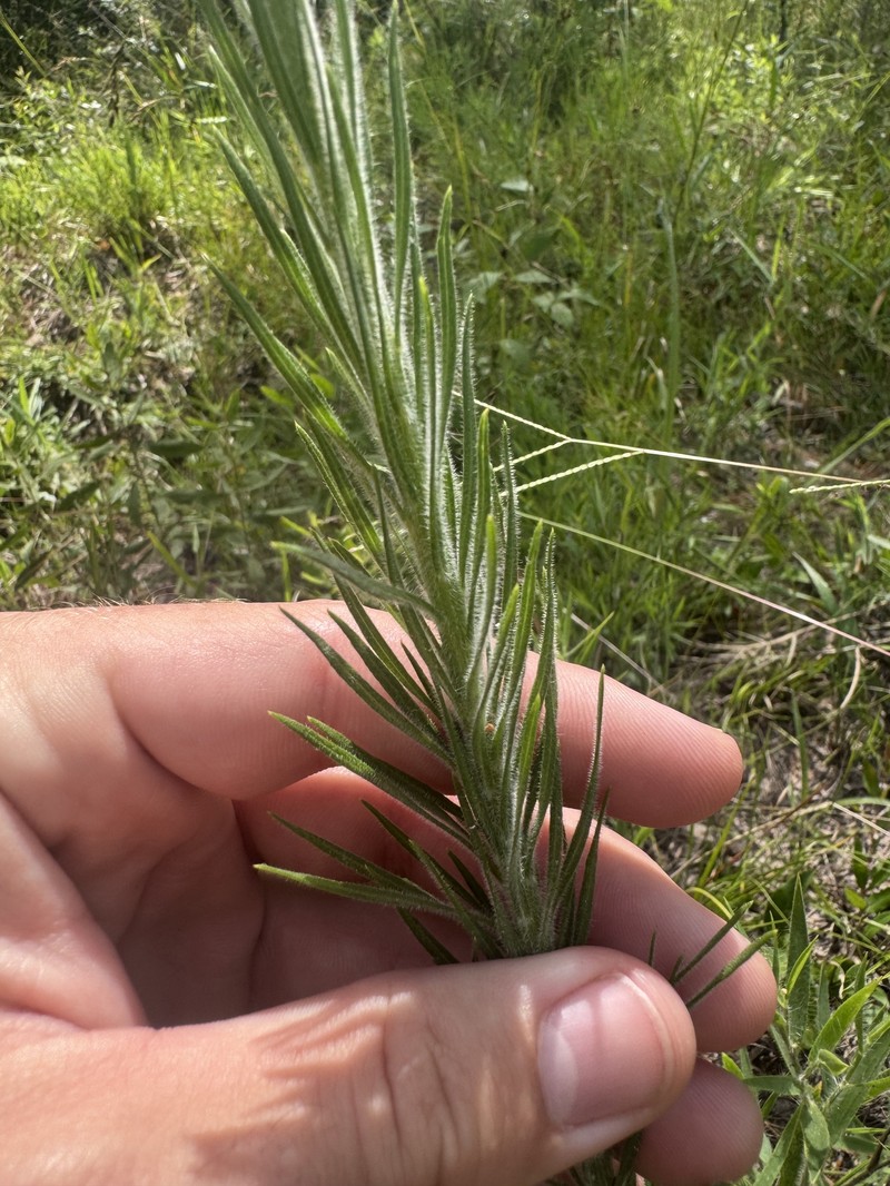 Liatris pycnostachya var. lasiophylla photo 8