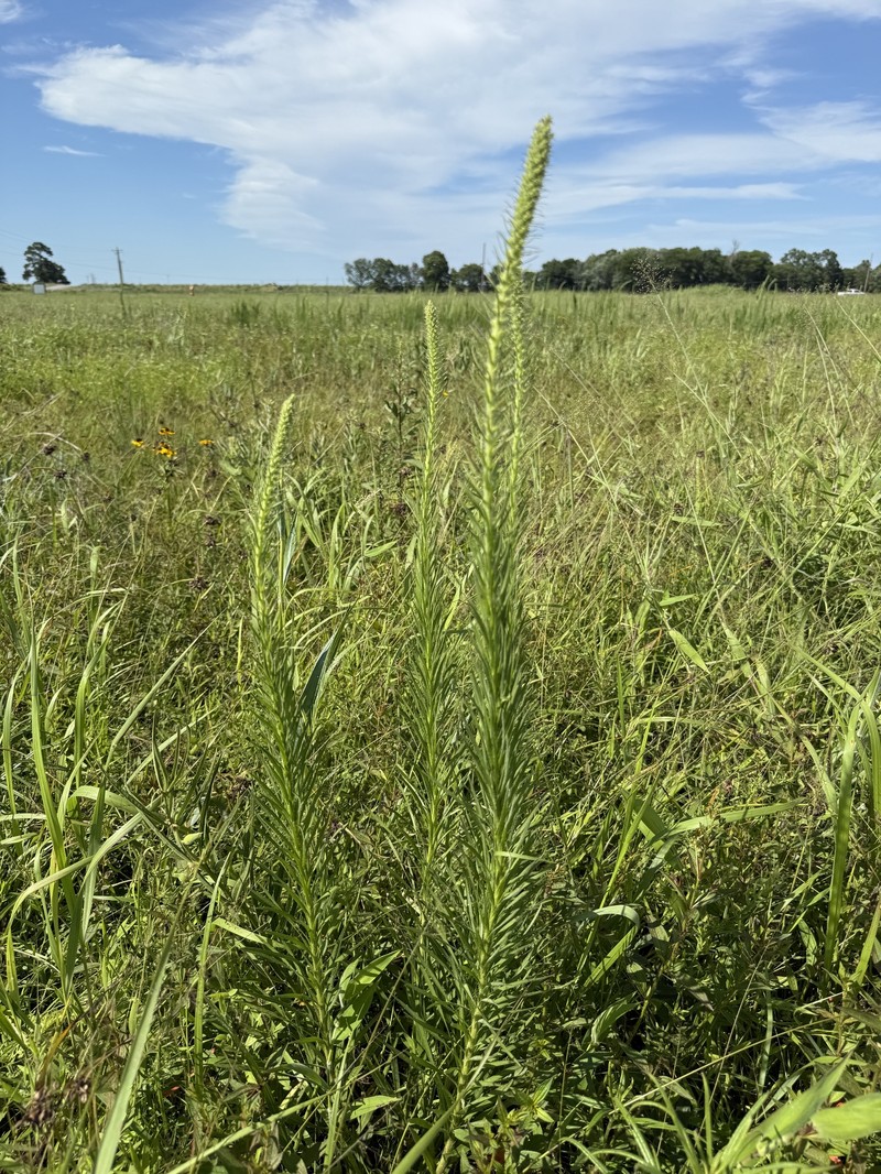 Liatris pycnostachya var. pycnostachya