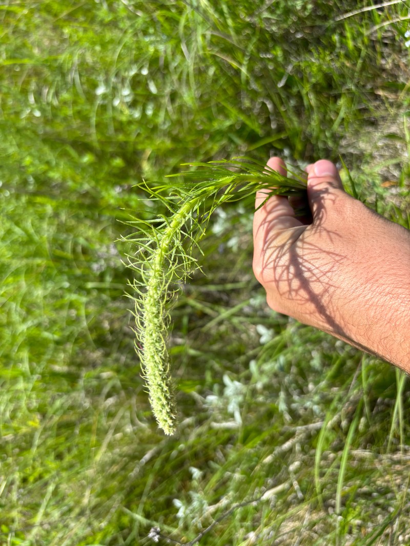 Liatris pycnostachya var. pycnostachya photo 2