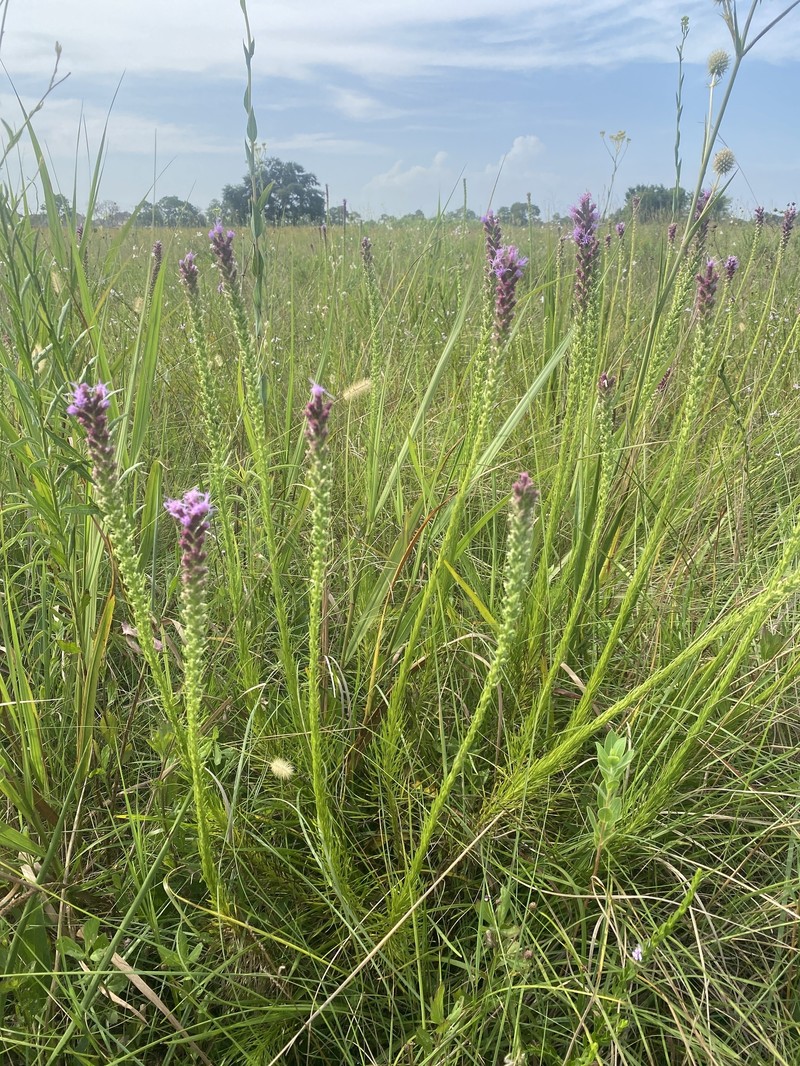 Liatris pycnostachya var. pycnostachya photo 3