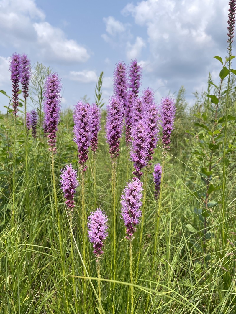 Liatris pycnostachya var. pycnostachya photo 4
