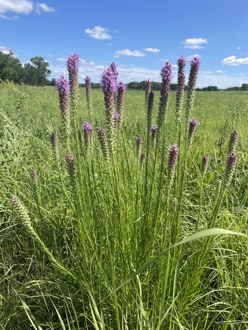 Liatris pycnostachya var. pycnostachya photo 5