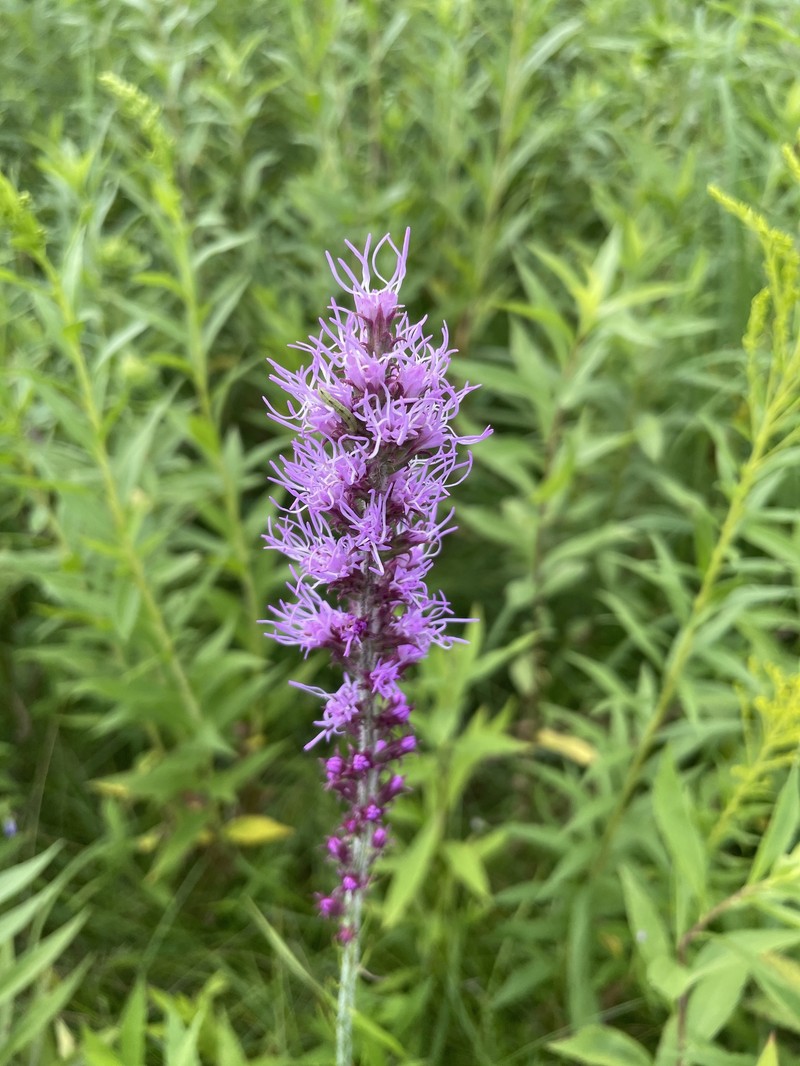 Liatris pycnostachya var. pycnostachya photo 6