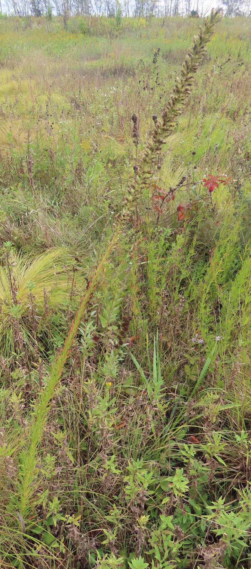 Liatris pycnostachya var. pycnostachya photo 7