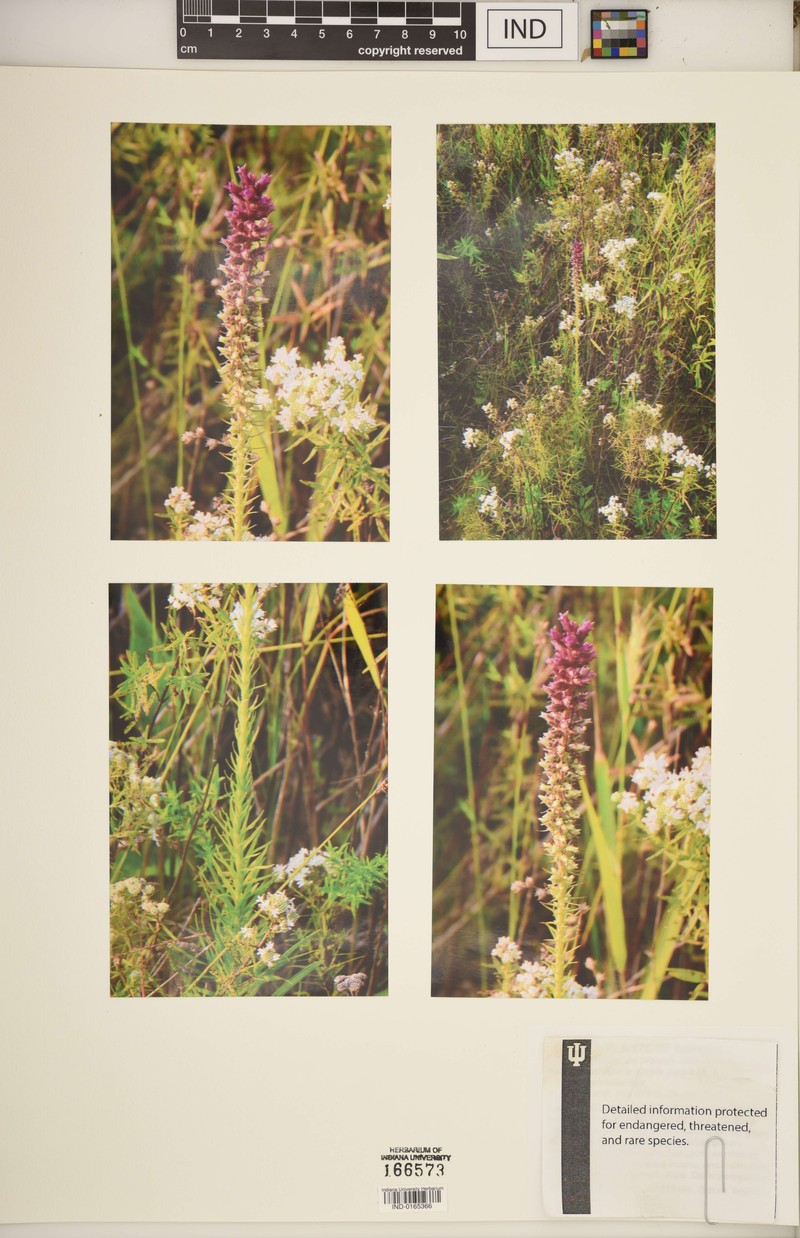 Liatris pycnostachya var. pycnostachya photo 8