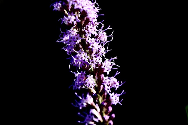 Liatris quadriflora