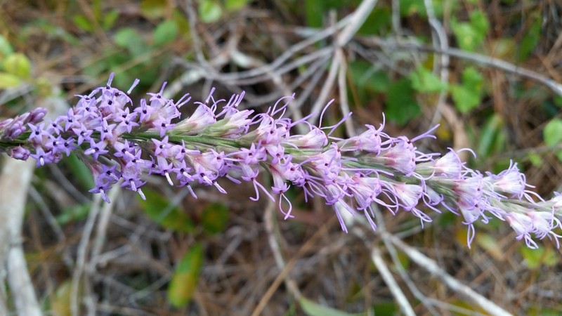 Liatris quadriflora photo 2