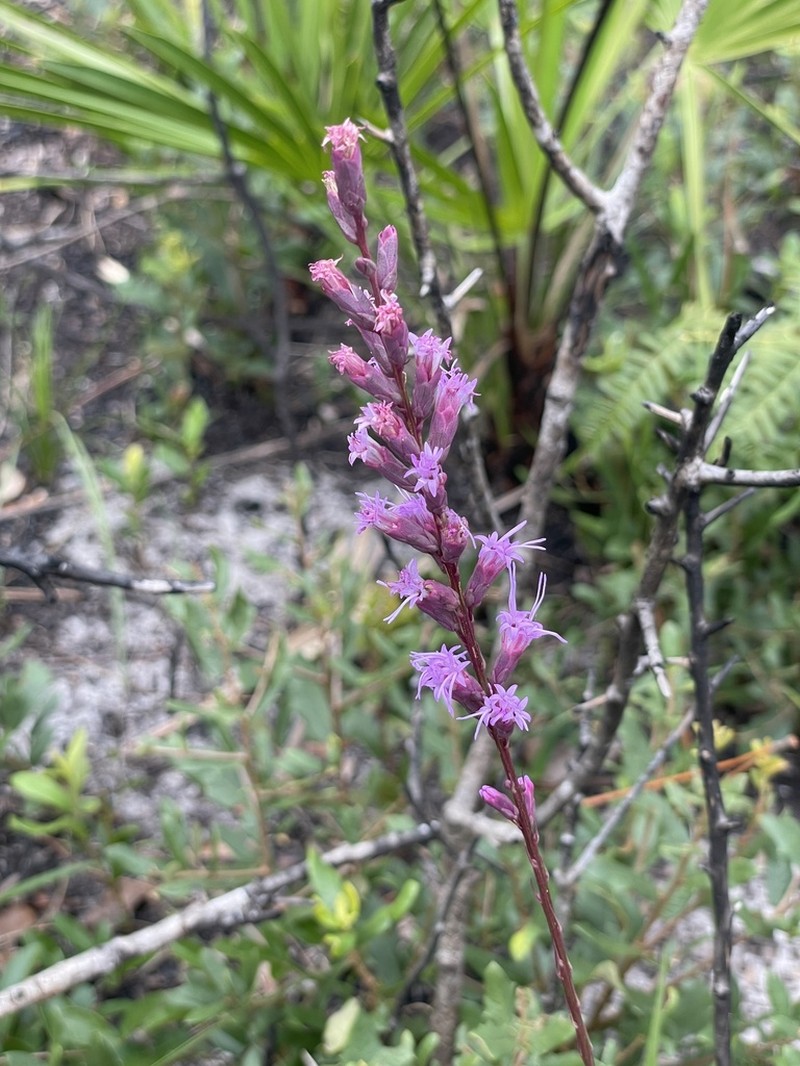 Liatris quadriflora photo 3