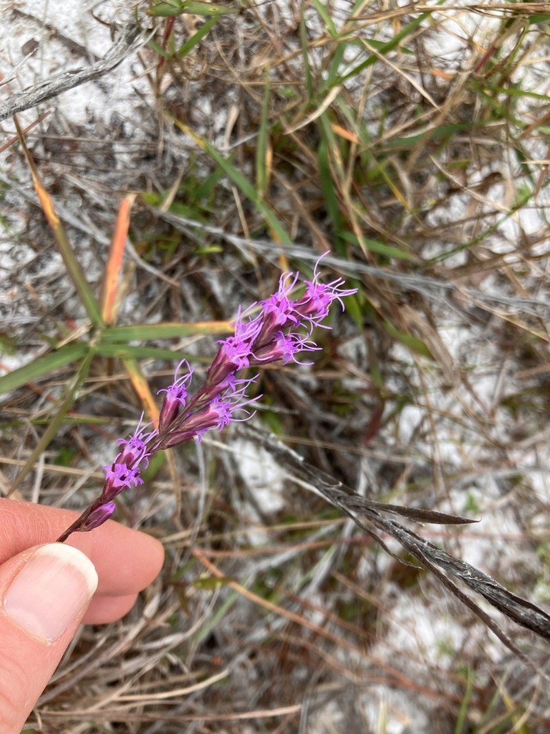 Liatris quadriflora photo 4