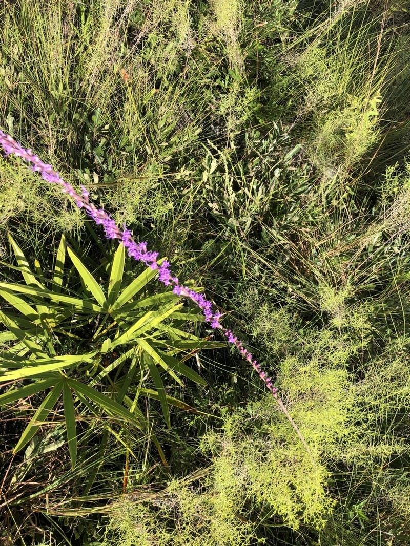 Liatris quadriflora photo 5