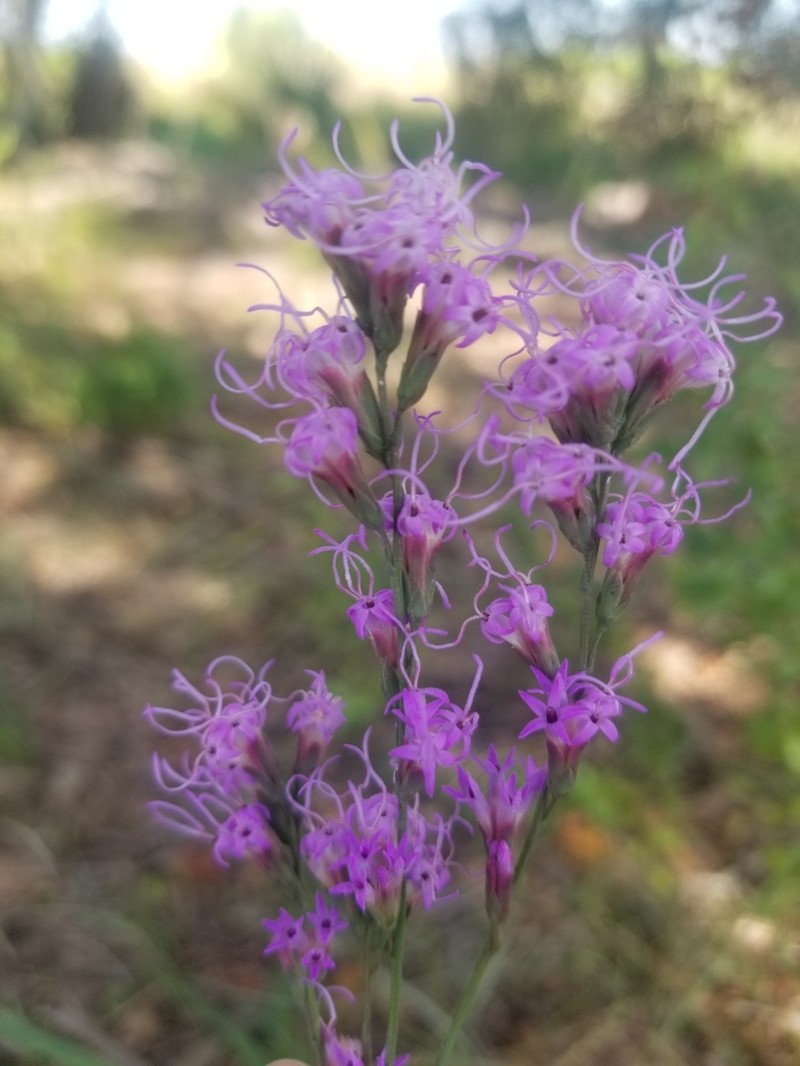 Liatris quadriflora photo 6