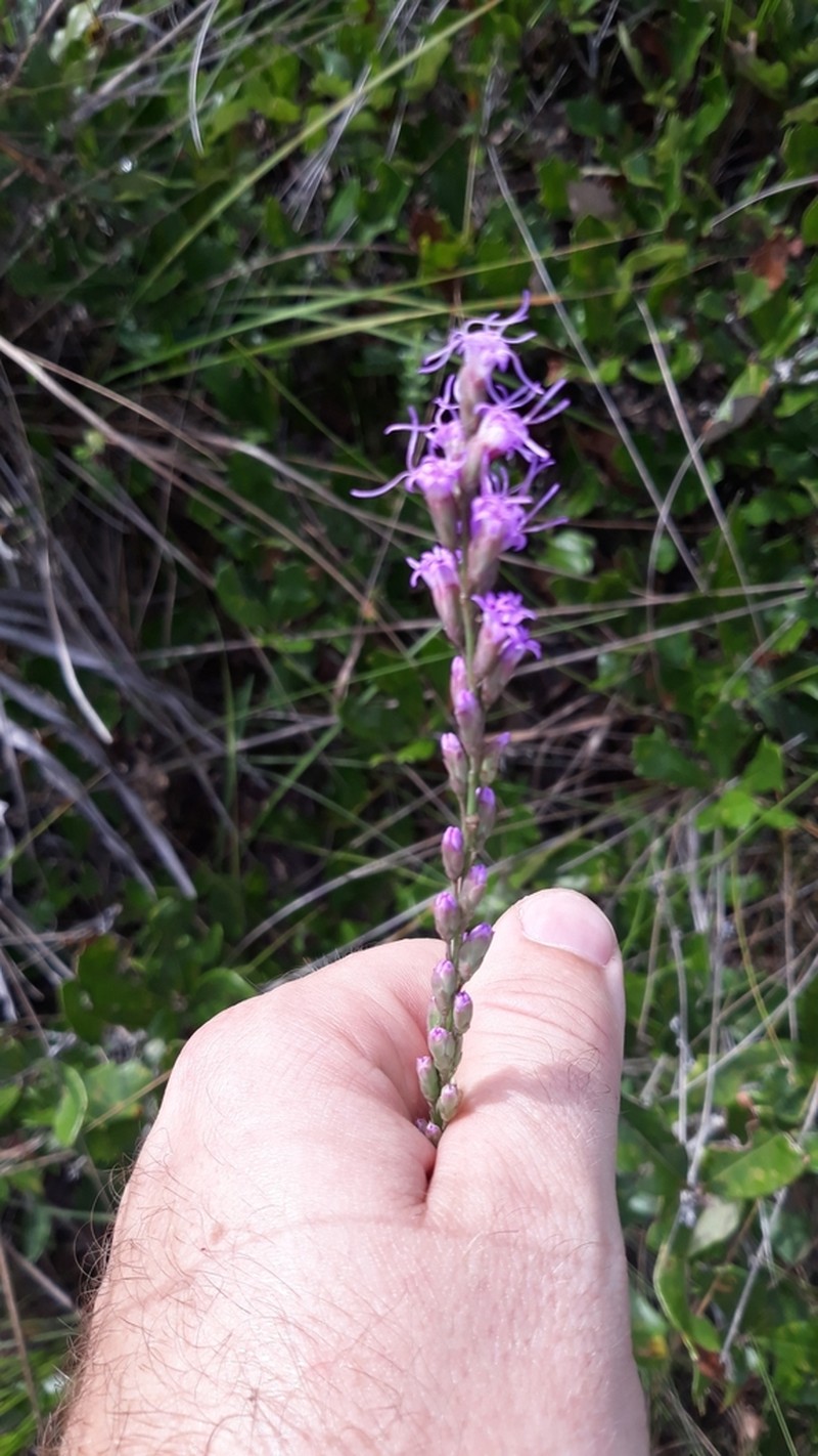 Liatris quadriflora photo 7