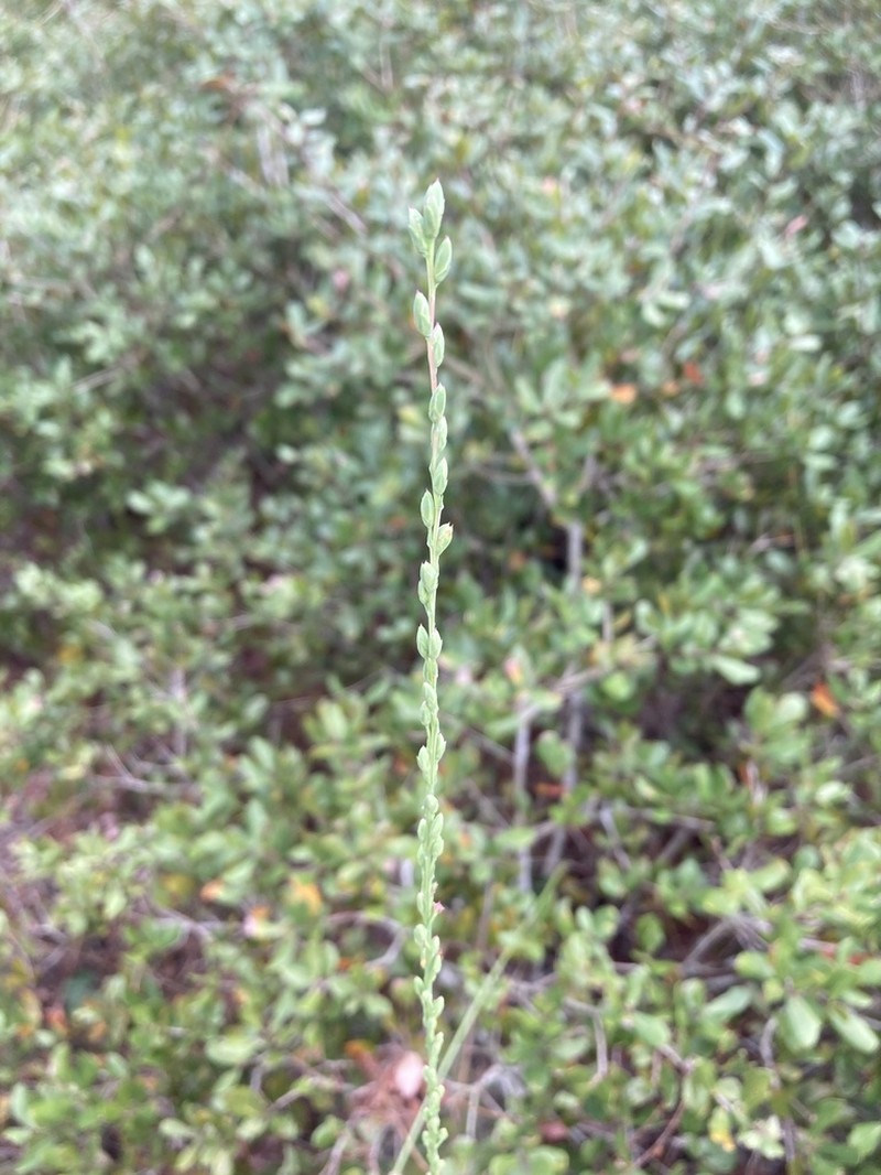 Liatris quadriflora photo 8