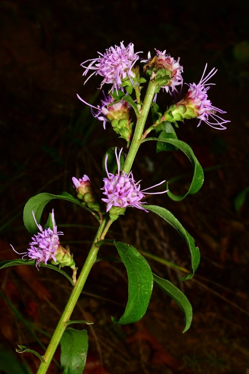 Devil's Bite photo 2