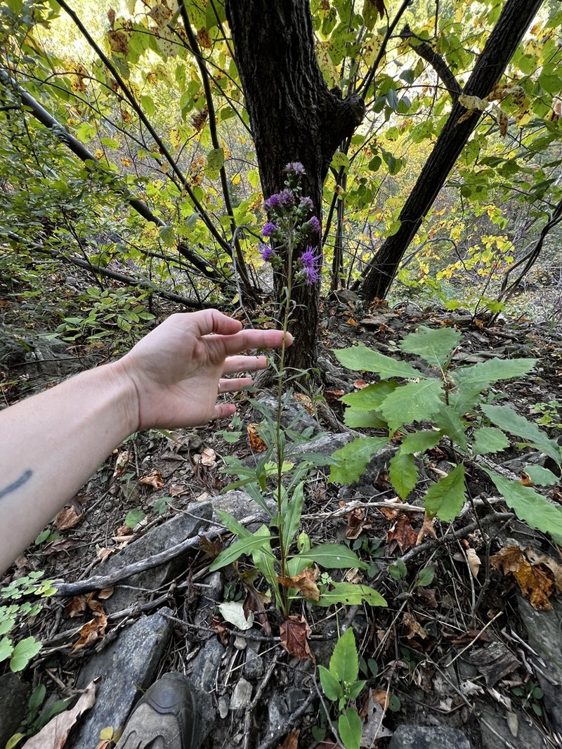 Devil's Bite photo 5
