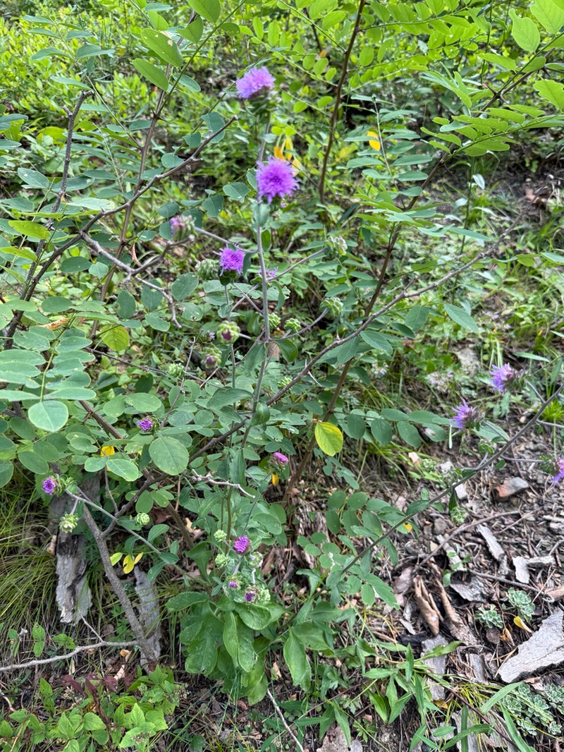 Devil's Bite photo 8