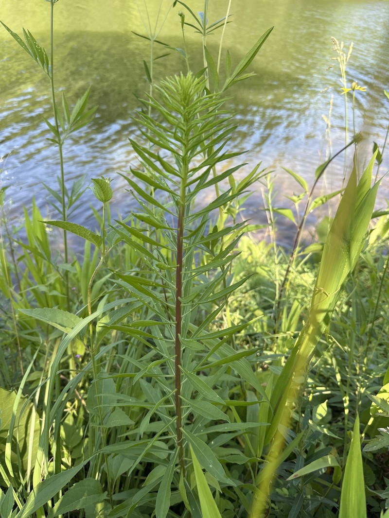 Liatris scariosa var. nieuwlandii