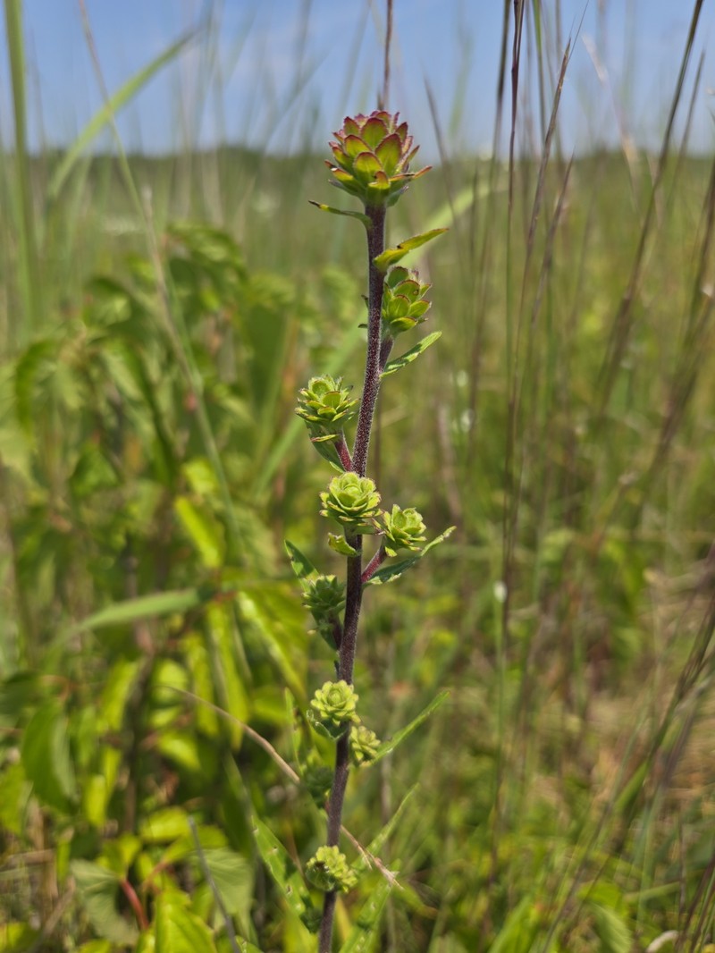 Liatris scariosa var. nieuwlandii photo 2
