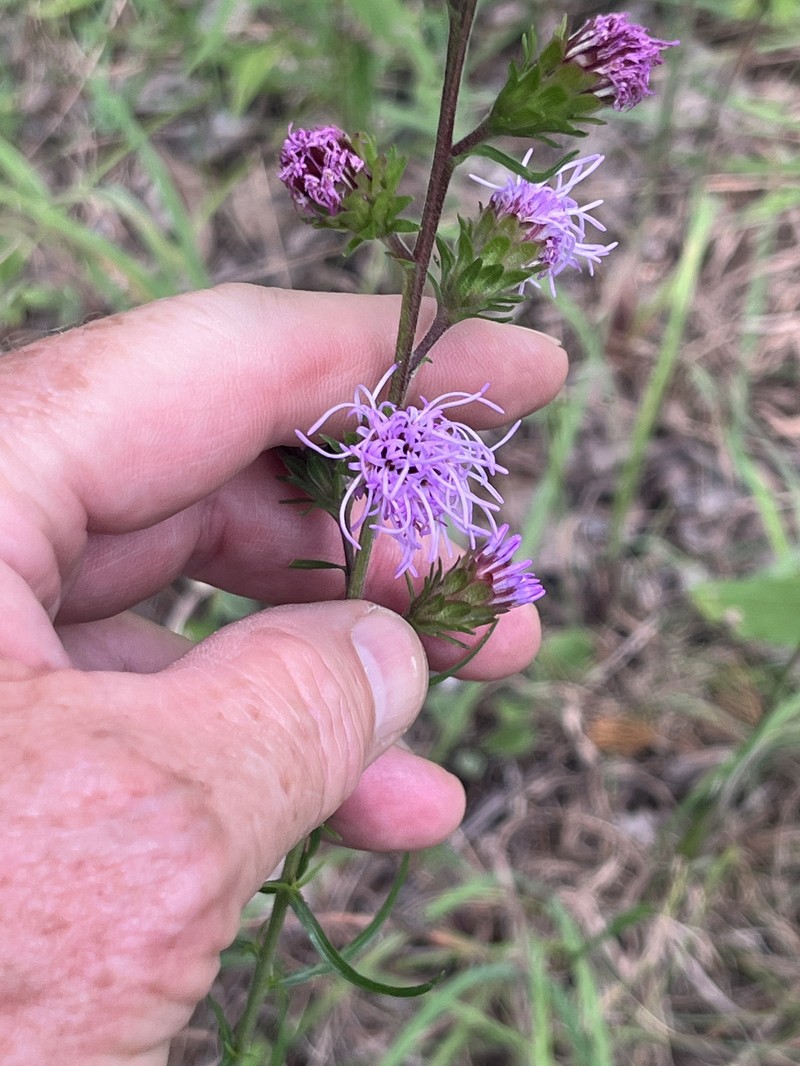 Liatris scariosa var. nieuwlandii photo 5