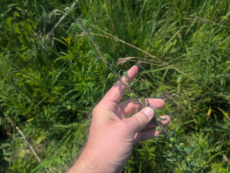 Liatris scariosa var. nieuwlandii photo 6