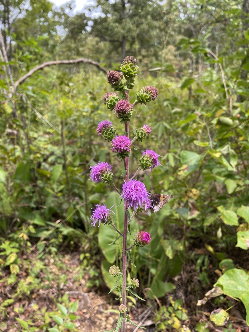 Liatris scariosa var. nieuwlandii photo 7