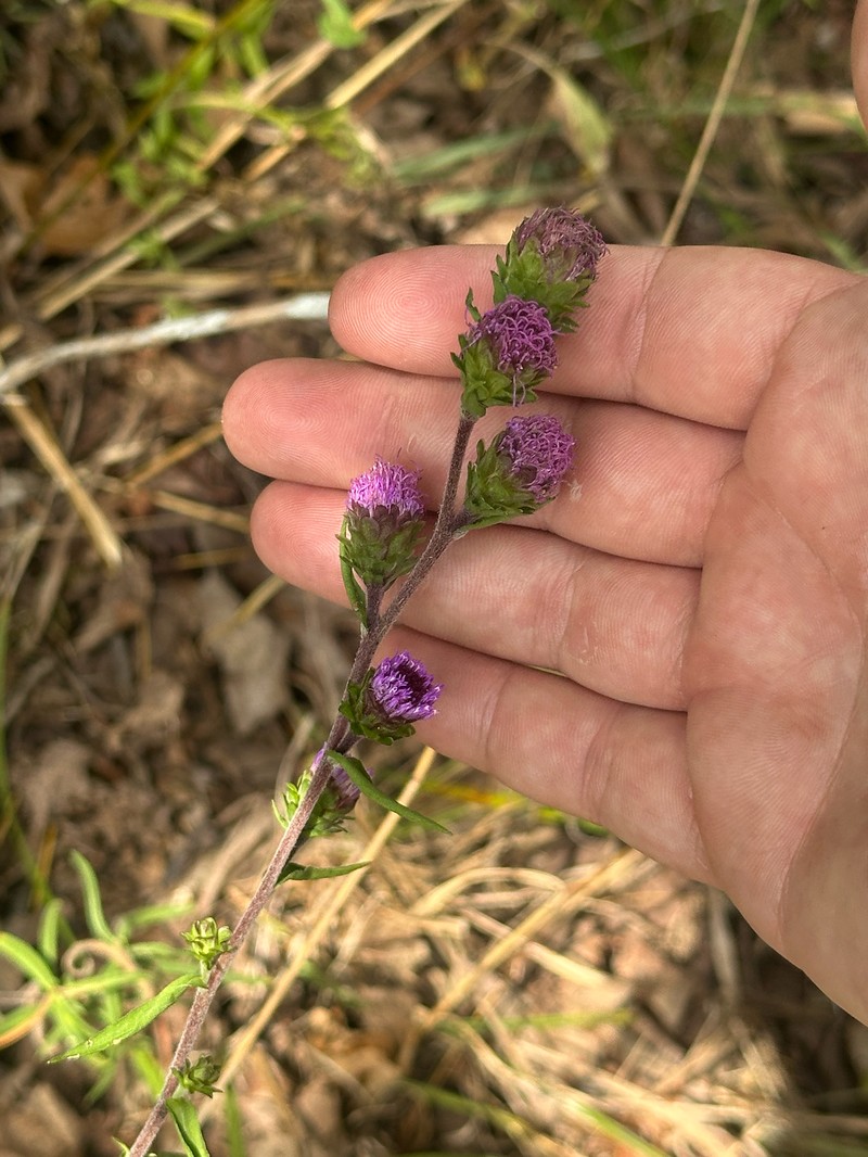 Liatris scariosa var. nieuwlandii photo 8