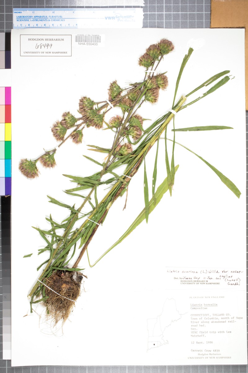 Liatris scariosa var. novae-angliae photo 4