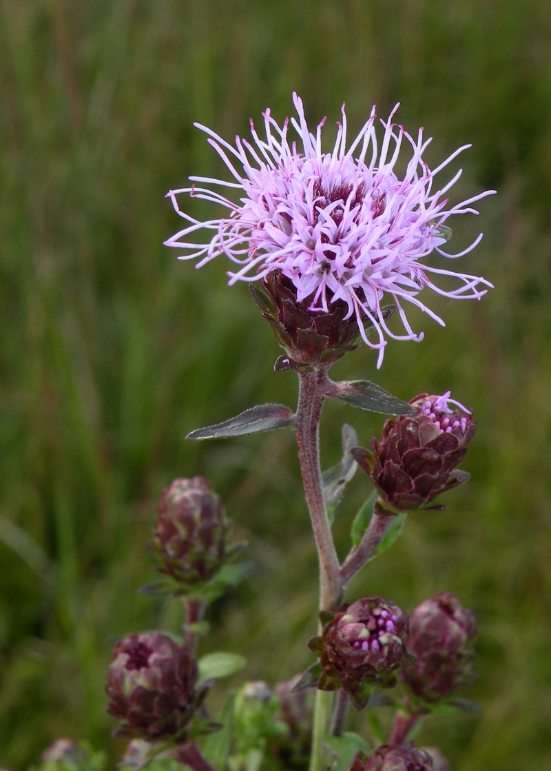 Liatris scariosa var. novae-angliae