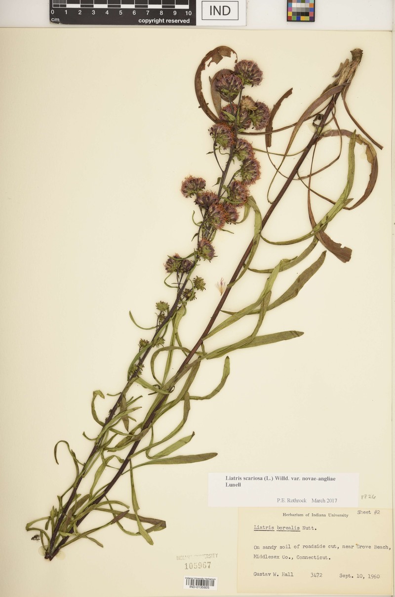 Liatris scariosa var. novae-angliae photo 2