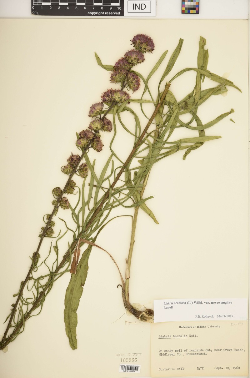 Liatris scariosa var. novae-angliae photo 3