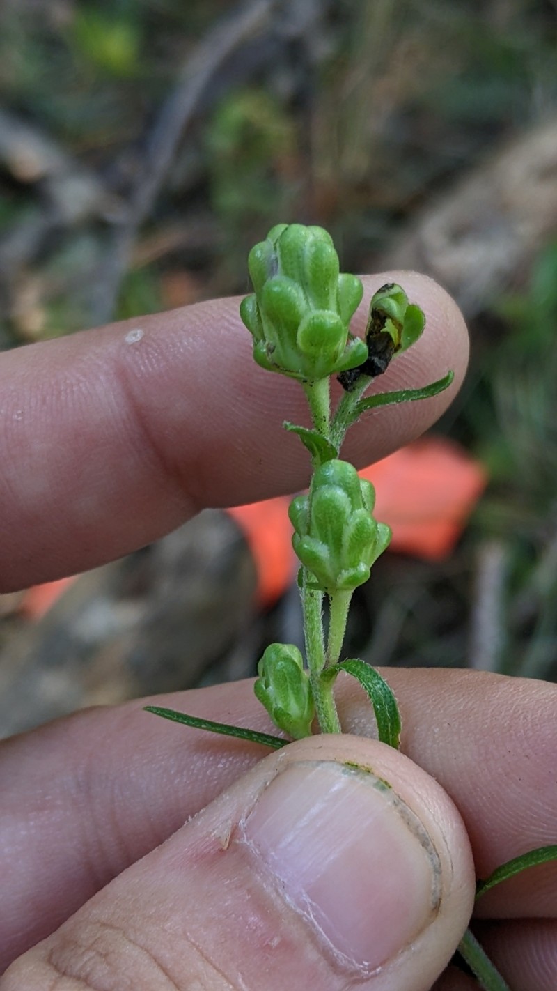 Liatris scariosa var. scariosa