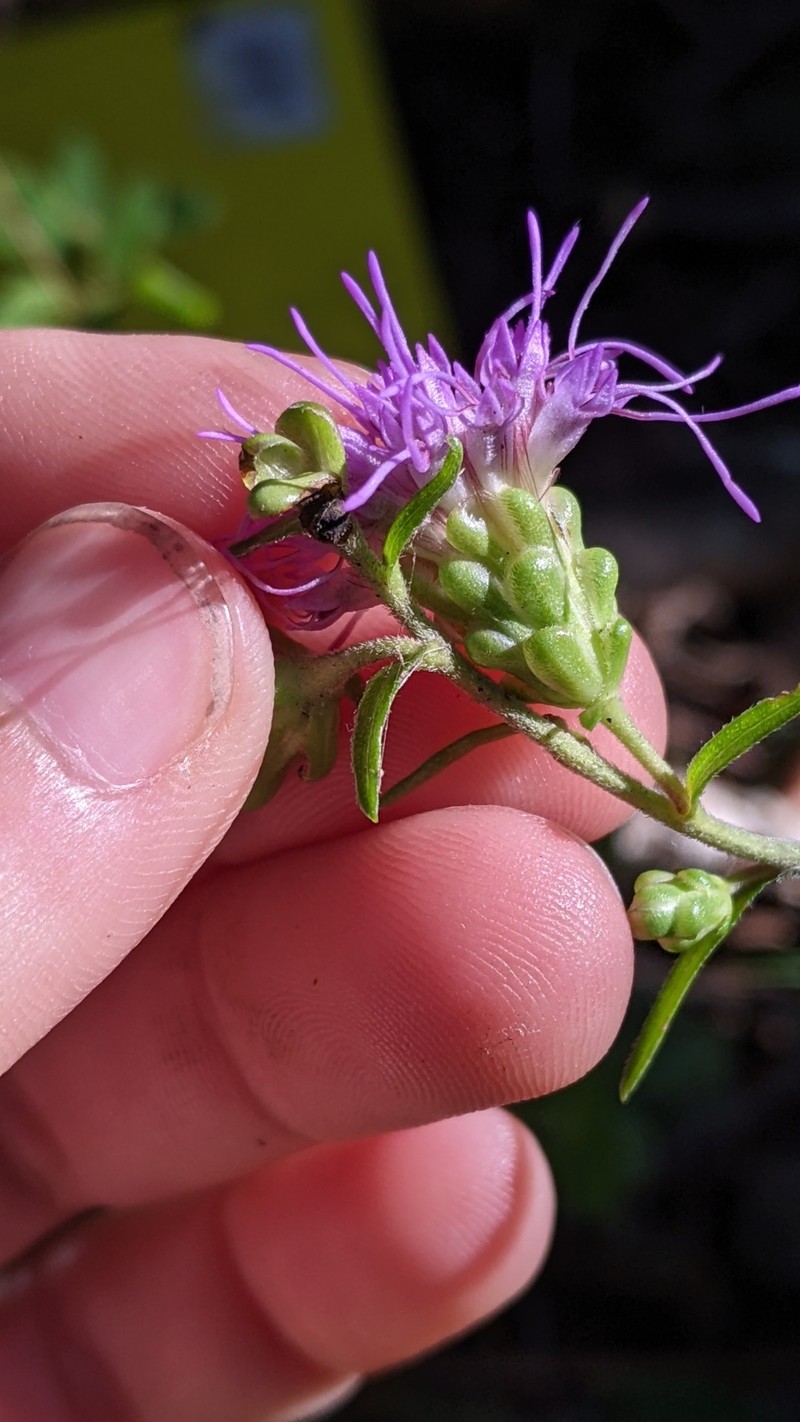 Liatris scariosa var. scariosa photo 3