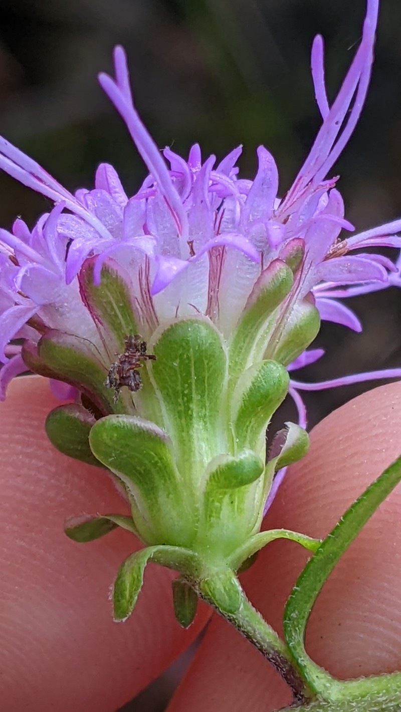 Liatris scariosa var. scariosa photo 4
